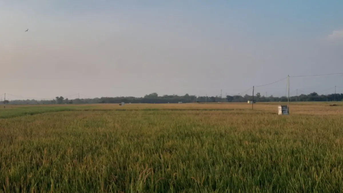 TANAMAN PANGAN: Hamparan sawah di Kabupaten Ngawi yang menjadi salah satu lumbung padi nasional. ASEP SYAEFUL/RADAR NAGWI