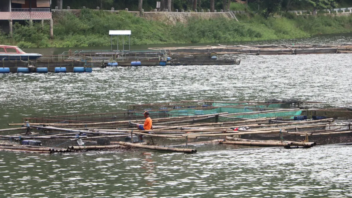 ANTISIPASI KERUGIAN: Petani keramba di Telaga Ngebel memanen ikan lebih awal menyusul fenomena upwelling yang mengangkat endapan belerang ke permukaan. SUGENG DWI N/RADAR PONOROGO