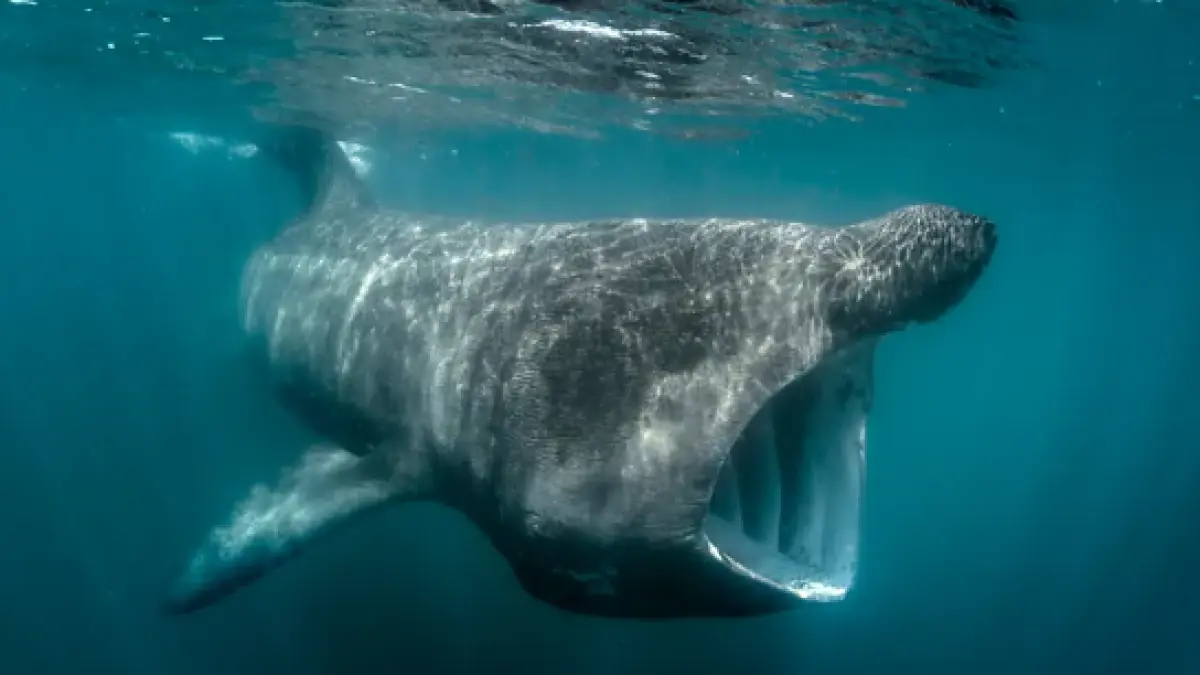 Basking sharks are mammoth, elusive and endangered (BBC)