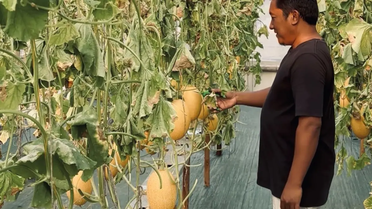 Desa Jambangan di Magetan menjadi pelopor agrowisata melon hidroponik melalui pengelolaan BUMDes. (DESHY PUTRI ANGGRAINI/MAGANG RADAR MADIUN)