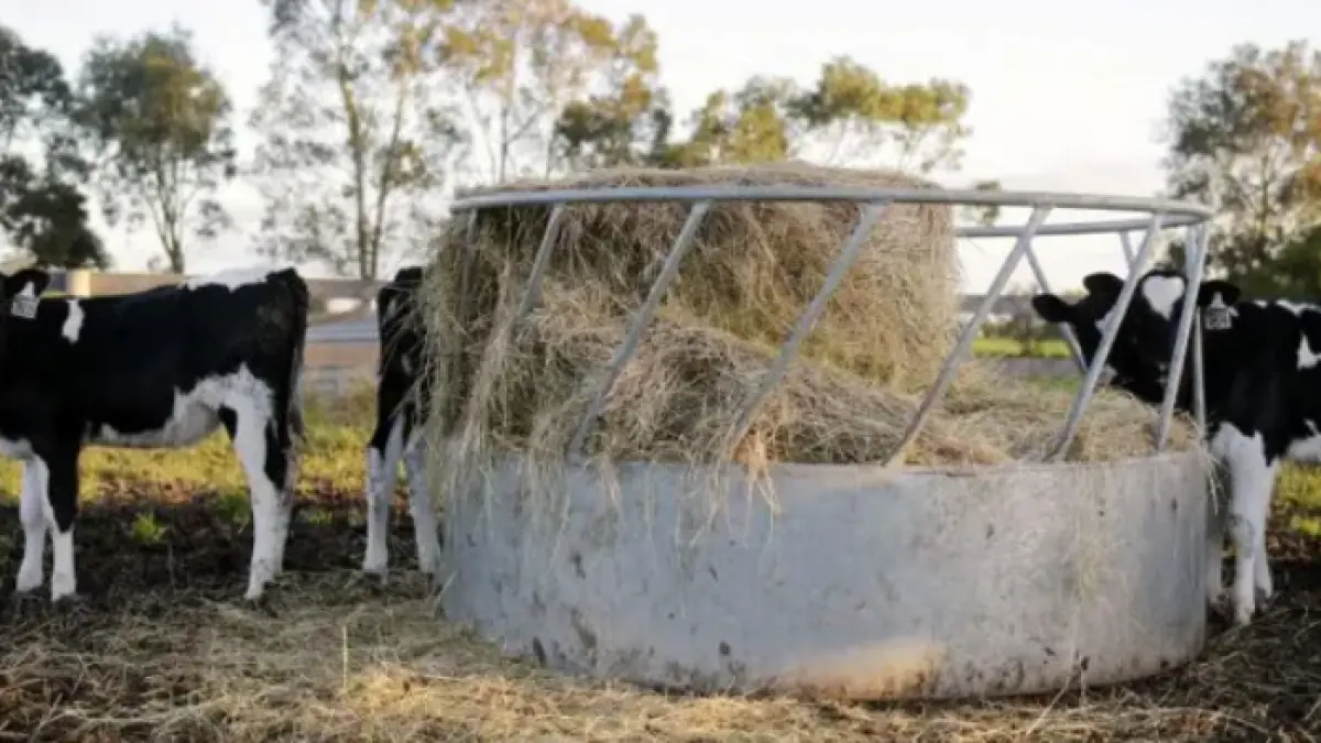 The illustration of the accident involves a livestock transport truck (BBC)