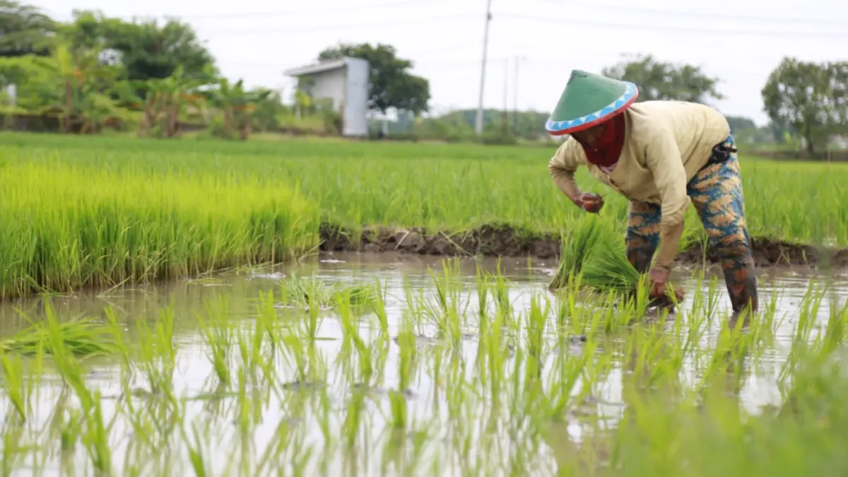 DUKUNG PRODUKTIVITAS: Benih padi unggul varietas Inpari 32 disalurkan kepada kelompok tani di Kota Madiun. DOK RADAR MADIUN