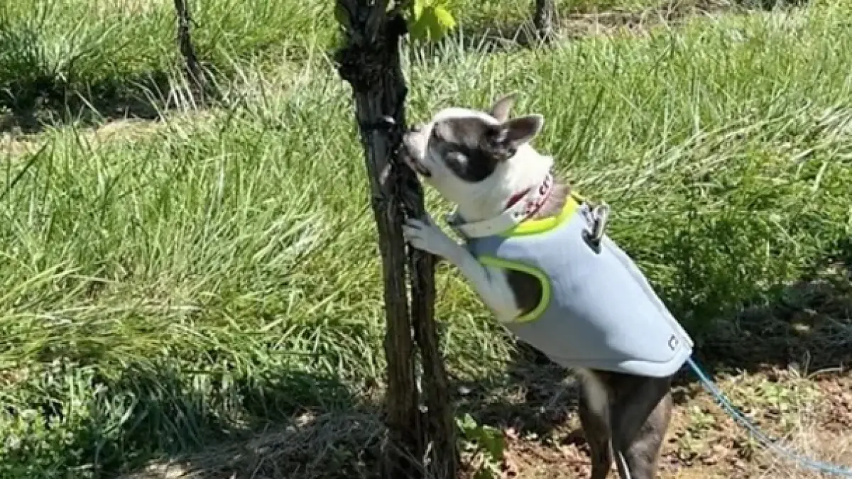 Professional sniffer dogs are expensive, but pet dogs can make an eager and effective workforce (BBC)