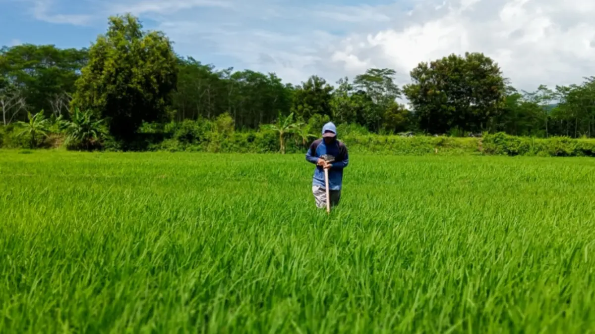 PANEN MELIMPAH: Hamparan sawah di Kabupaten Pacitan memasuki masa panen. NUR CAHYONO/RADAR PACITAN
