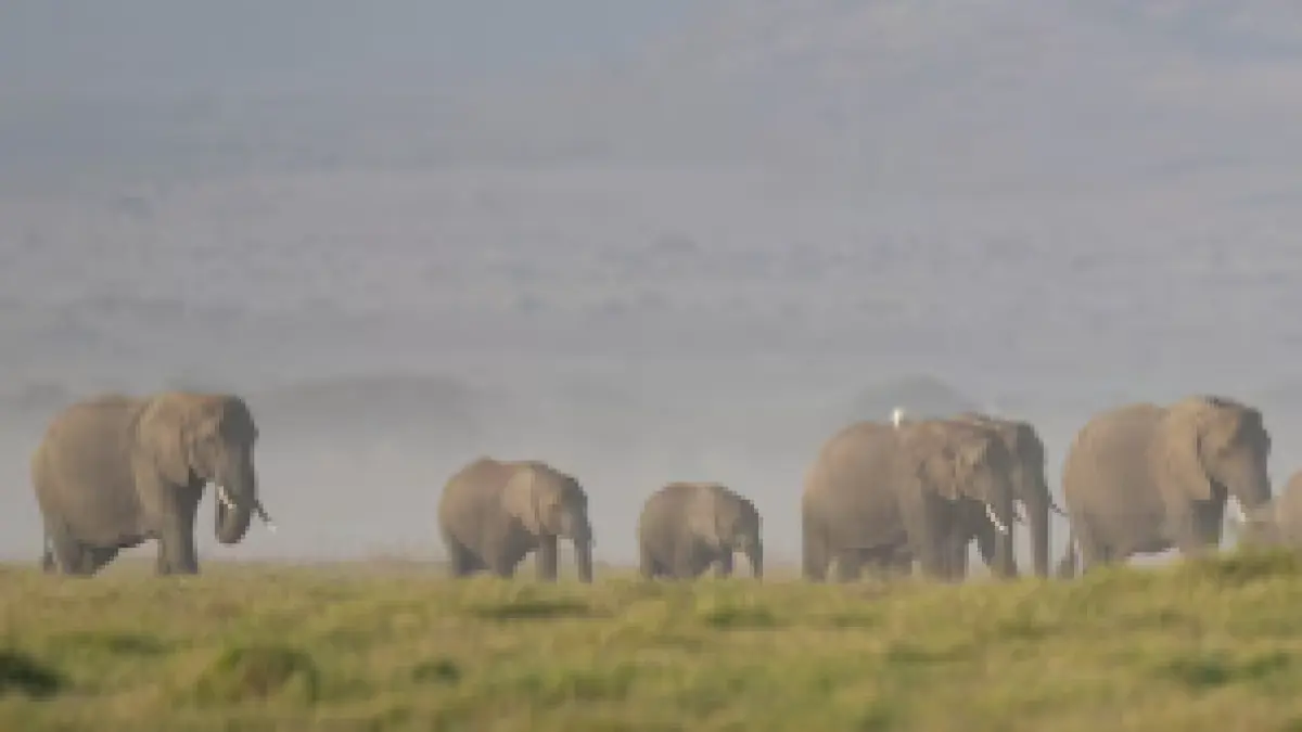 Ilustrasi Gajah (ABC News)
