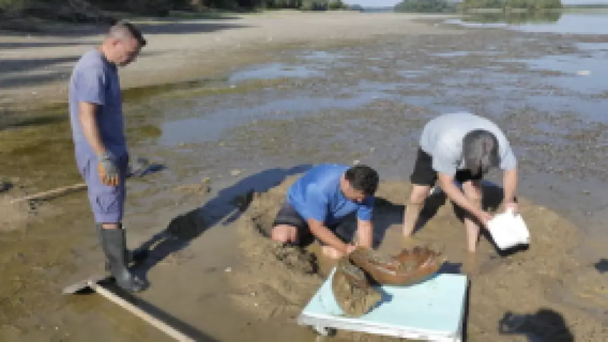 Scientists examining the remains of an ancient mammoth on the dried-up riverbed. (The Guardian)