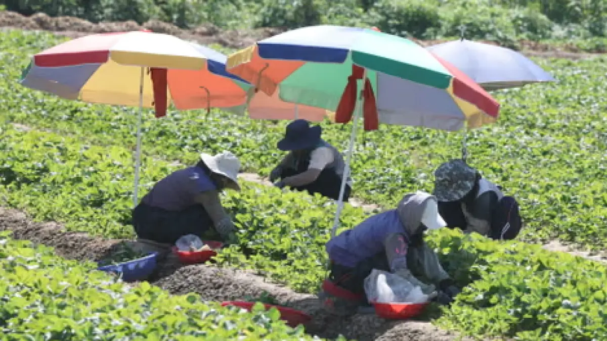Workers harvest strawberries under parasols to protect against the scorching sun in Miryang, South Gyeongsang Province, South Korea. (The Guardian)