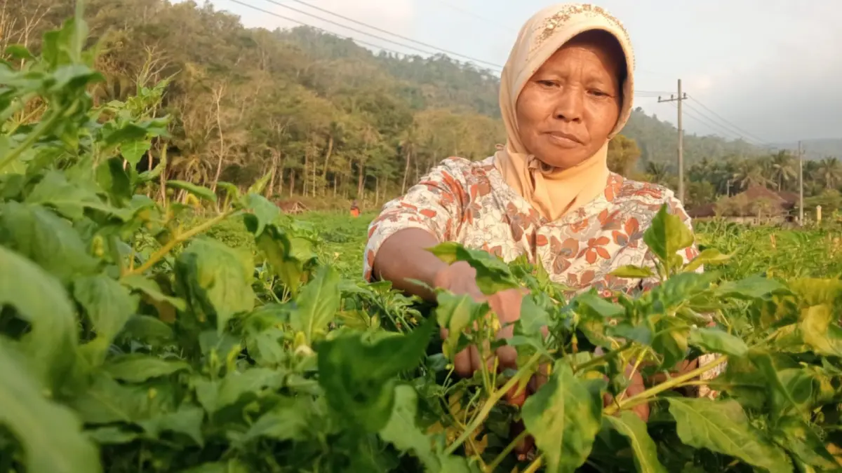 Petani di Pacitan memanen cabai rawit hijau saat harga di tingkat petani turun hingga 50 persen akibat panen raya. Foto: Nur Cahyono/Jawa Pos Radar Pacitan