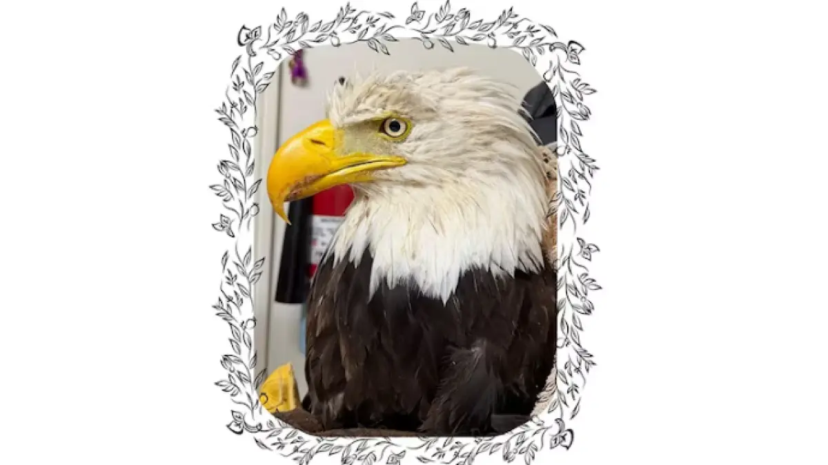 A Facebook post from The Ojai Raptor Center, Aug. 10, 2026, said Bald Eagle 26-519 passed away. (ABC News)