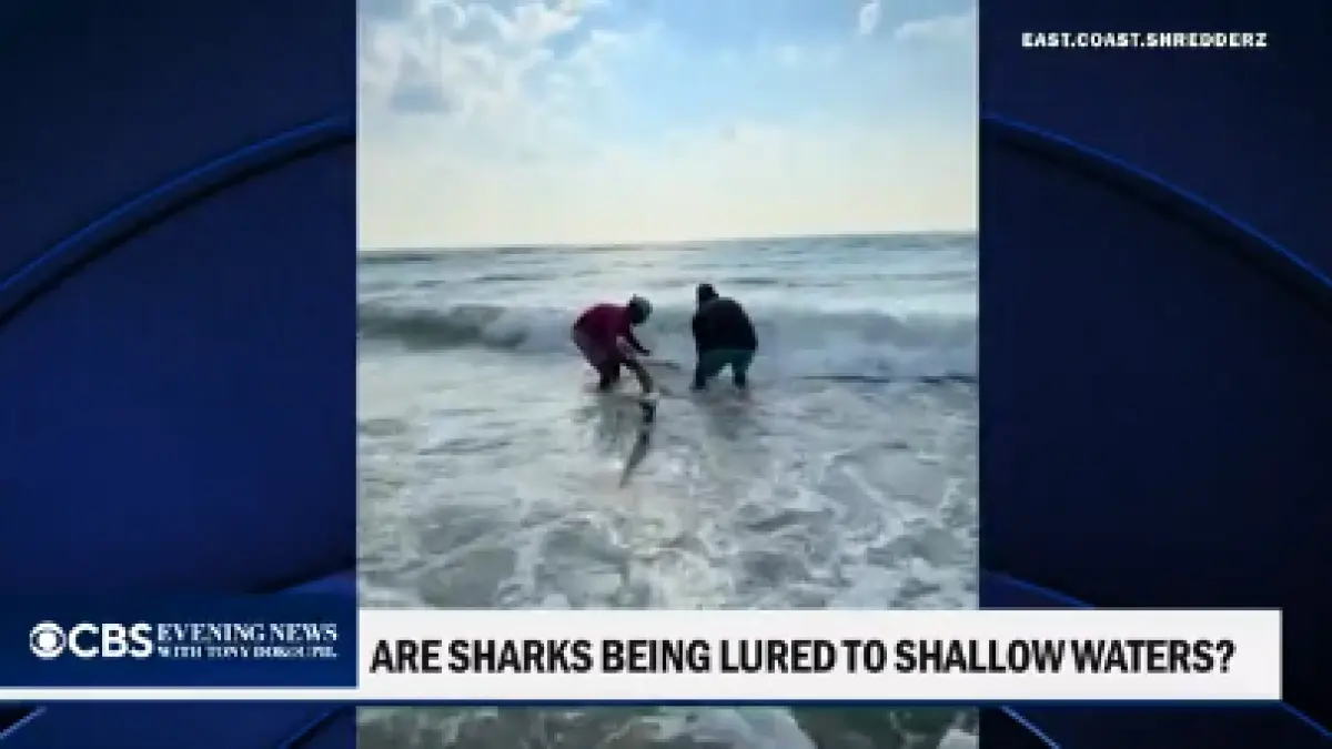Beberapa nelayan memancing hiu ke perairan dangkal, sehingga menimbulkan kekhawatiran di New Jersey (CBS news)