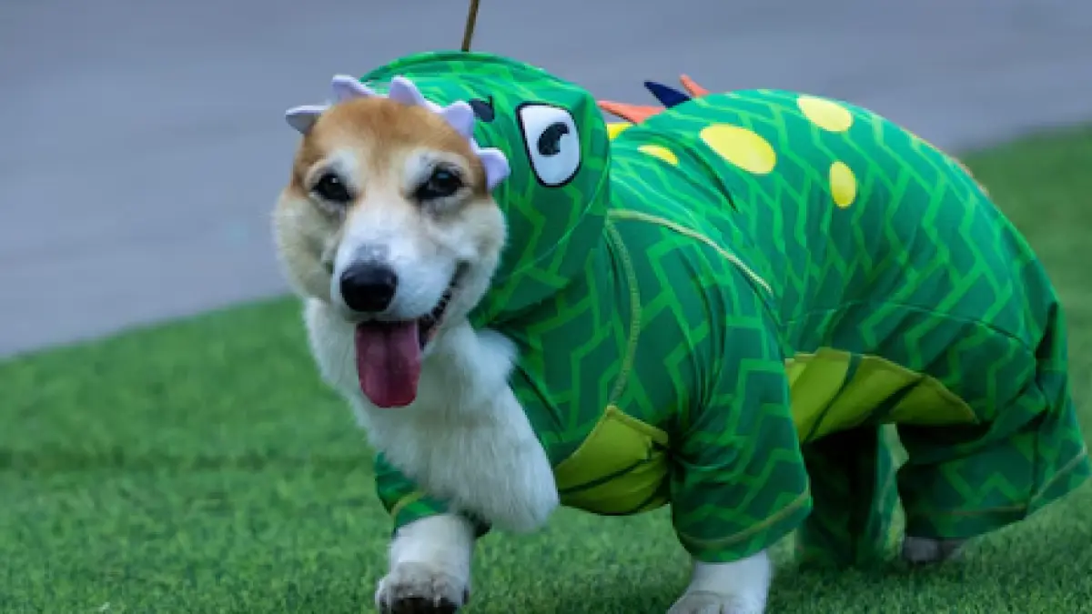 Anjing Corgi (ABC News)
