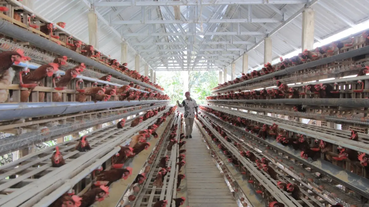TERTEKAN: Peternak ayam petelur di Magetan bertahan di tengah kenaikan harga pakan dan merosotnya harga jual telur. (Aji Putra/Radar Magetan)