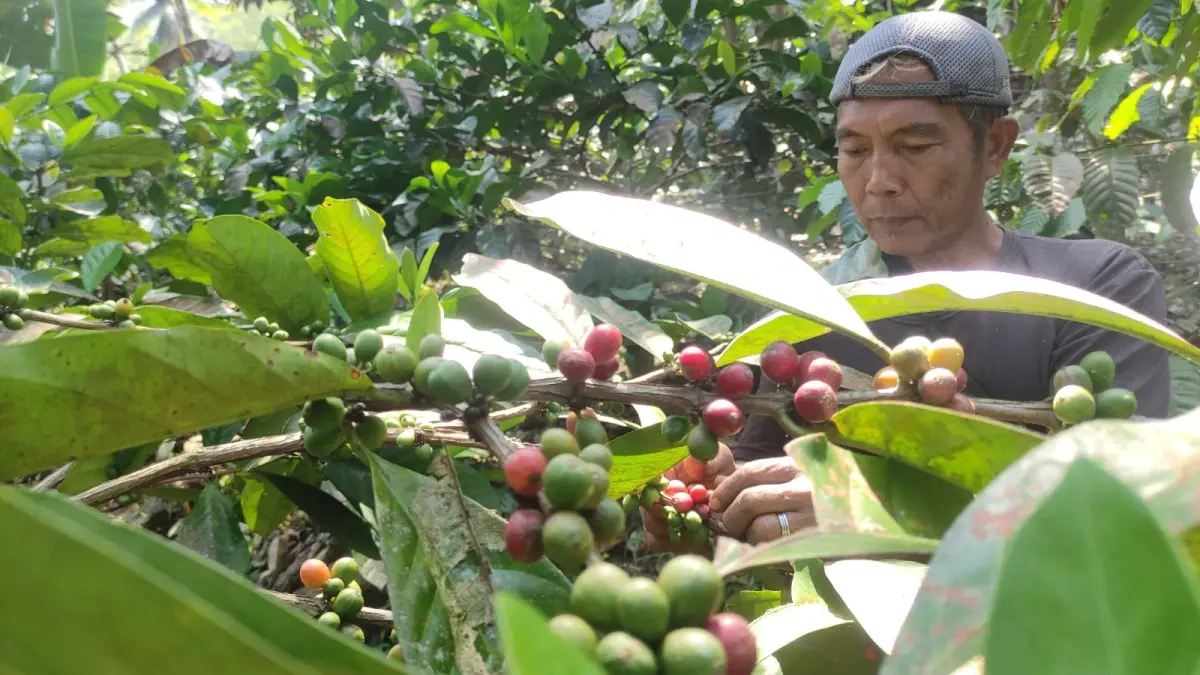PERKEBUNAN: Sukatman merawat tanaman kopi hasil sambung pucuk liberica dan robusta di Desa Banjarjo, Kebonagung.