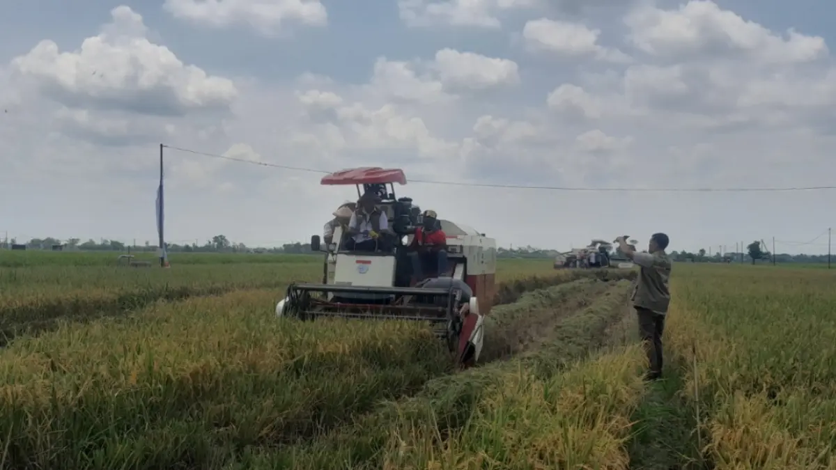 MASIH PANEN: Petani melakukan panen padi musim tanam II di Kabupaten Ngawi. Asep Syaeful Bachri/Jawa Pos Radar Ngawi