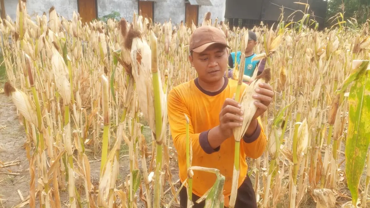 DISERAP: Petani memanen jagung di Desa Tambakmas, Kecamatan Kebonsari, Kabupaten Madiun. Dian Rahayu/Radar Caruban