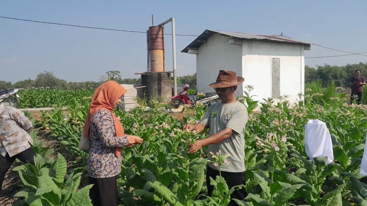 PENDAMPINGAN PETANI: Tim DKPP Ngawi melakukan monitoring dan evaluasi di lahan tembakau Kecamatan Karangjati, Kamis (3/9).