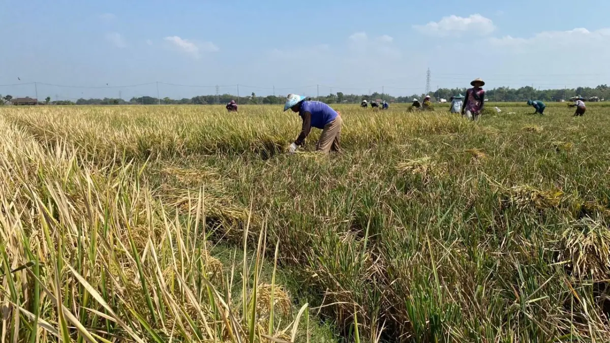 RAMAH LINGKUNGAN: Panen raya di lahan pertanian yang menerapkan Manajemen Tanaman Sehat di Desa Klumutan, Kecamatan Saradan. Dian Rahayu/Radar Caruban