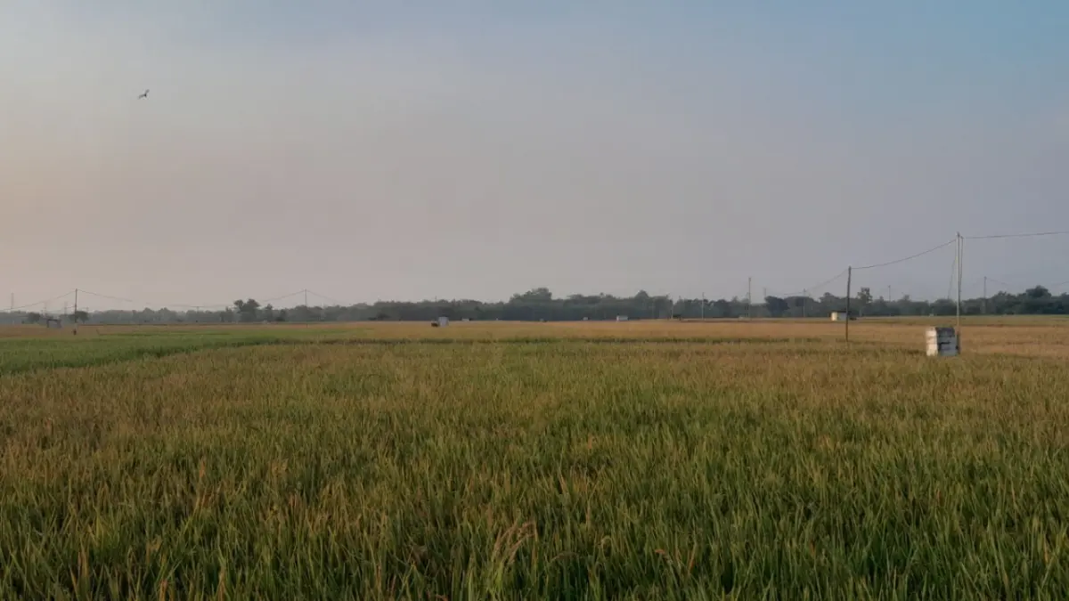 PERTANIAN PANGAN: Hamparan sawah di Kecamatan Widodaren, Ngawi. Asep Syaeful Bachri/Jawa Pos Radar Ngawi