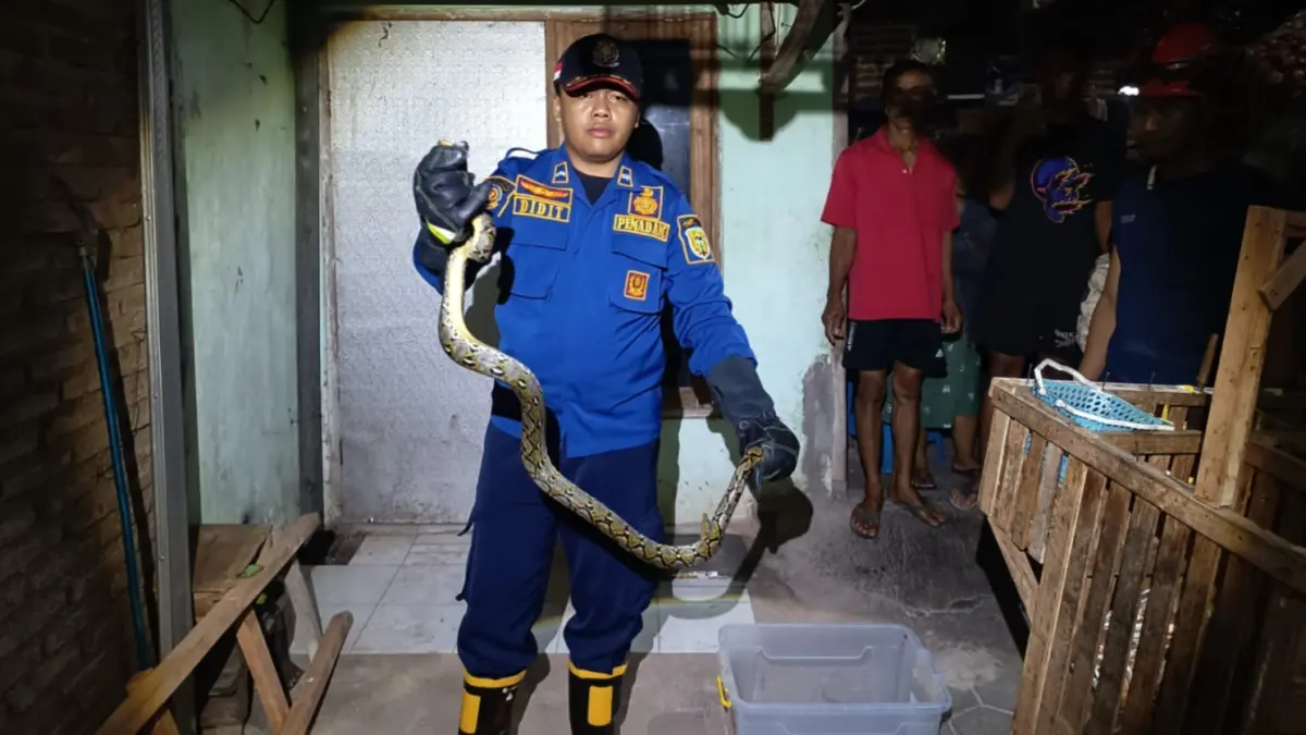 EVAKUASI ULAR: Petugas Damkarmat Kota Madiun mengevakuasi ular yang masuk ke rumah maupun pekarangan warga. Satpol PP dan Damkar Kota Madiun