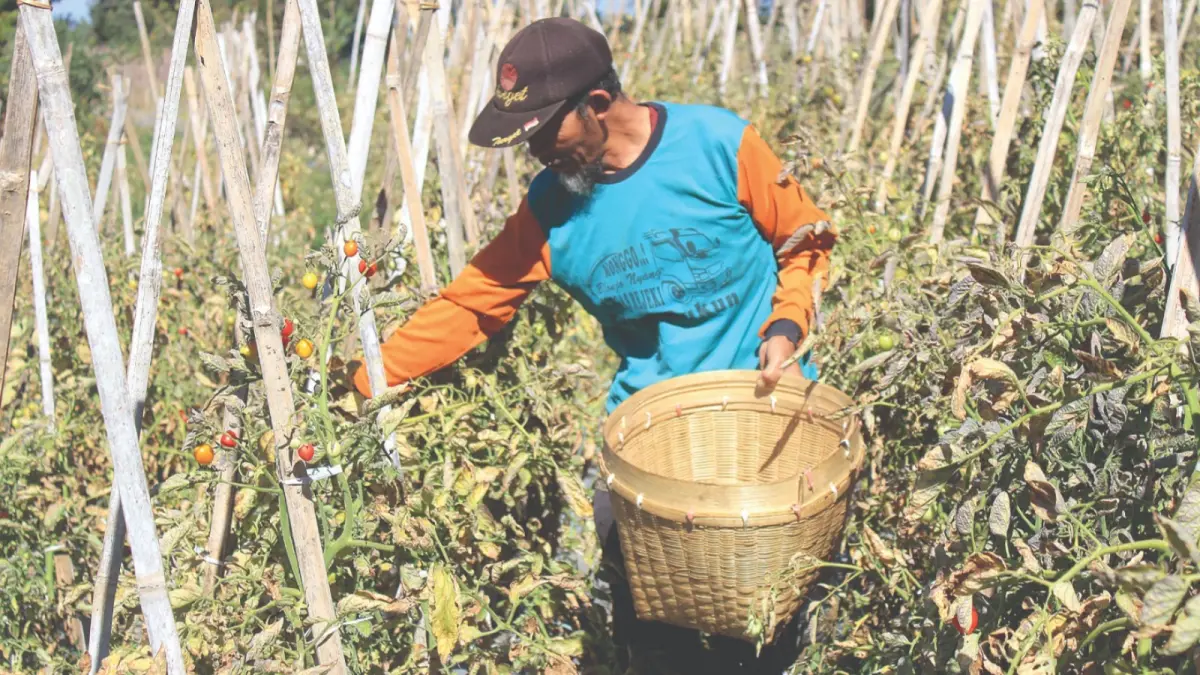 TERDAMPAK: Petani Sidorejo, Magetan, memeriksa tanaman yang mulai layu dan terancam mati akibat kekurangan air selama kemarau panjang. AJI PUTRA/JAWA POS RADAR MAGETAN