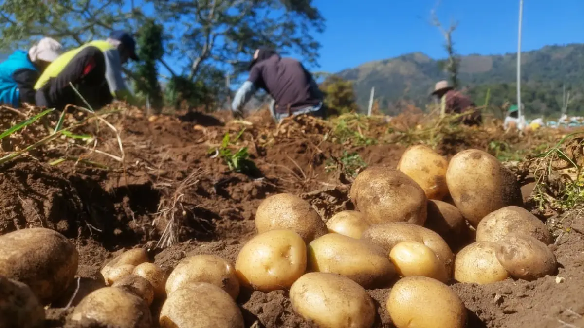 PROSPEKTIF: Petani Desa Kare memanen kentang yang dibudidayakan di lereng Gunung Wilis. DIAN RAHAYU/RADAR CARUBAN  