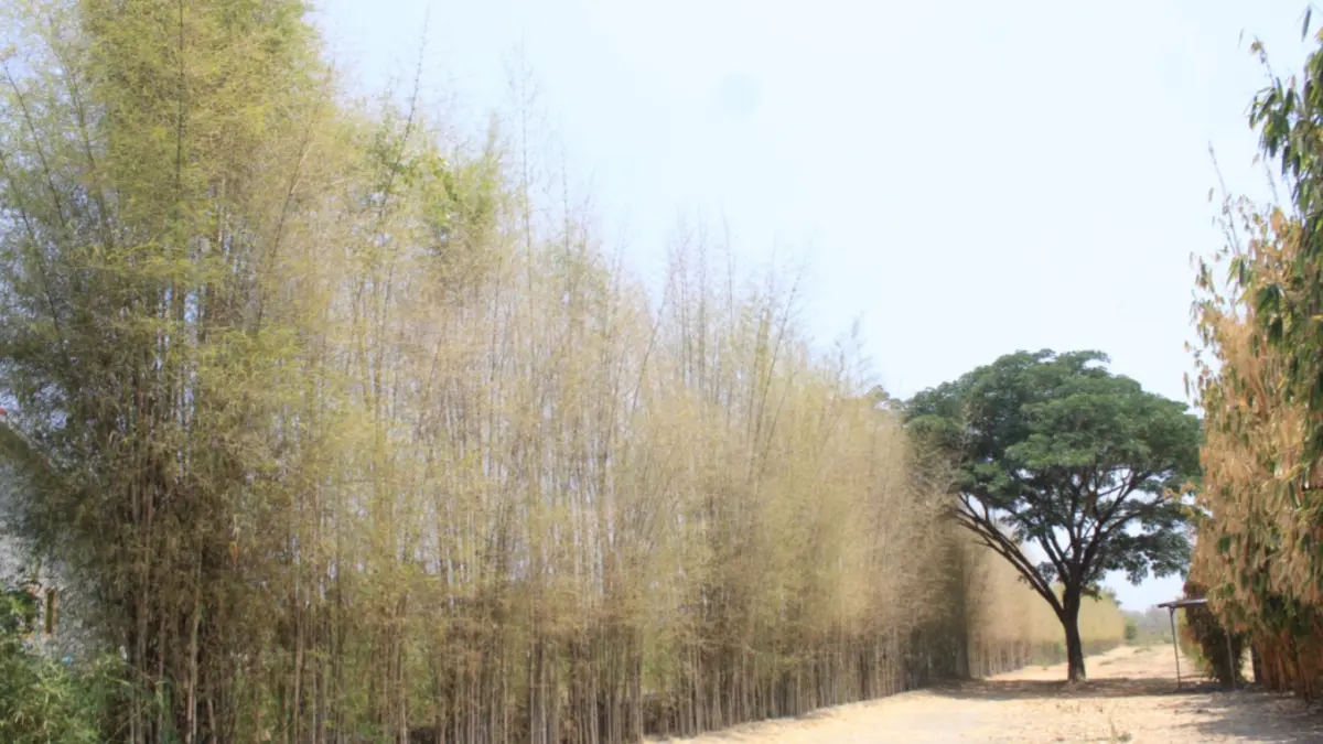 KAWASAN HIJAU BERKELANJUTAN: Pekerja dan petugas merawat vegetasi bambu di kawasan RTH tematik Eco Bamboo Park, Kelurahan Tinap, Kecamatan Sukomoro, yang dipastikan tetap berlanjut pengembangannya pada P-APBD 2026.
Foto: Aji Putra/Radar Magetan