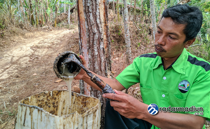 TELATEN: Djumani sedang mengambil getah pinus dengan sebuah pethel.