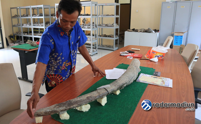 KOLEKSI BERTAMBAH: Peneliti Universitas Leiden, Belanda, menemukan gading gajah 1,6 meter hasil menggali aliran Bengawan Solo, bulan lalu.
