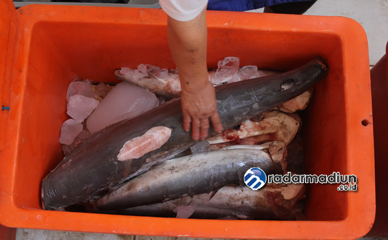 BERBAHAYA: Daging ikan hiu di dalam kotak pendingin sebelum dijual kepada pembeli.