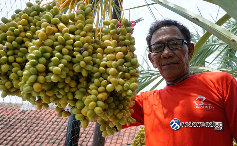 SETELAH BELASAN TAHUN: Kurma ajwa yang dibudidayakan Budijono mulai berbuah sejak tiga tahun terakhir.