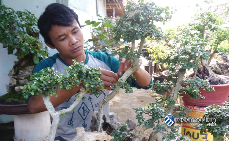 PEMBUDI DAYA: Suryajack merawat bonsai yang dikembangkannya sejak 1990 silam.