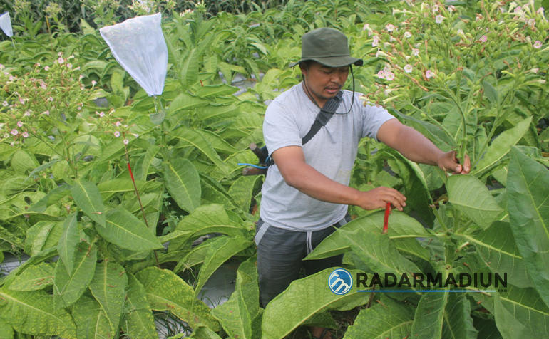 Ilustrasi foto : Hasil panen tembakau di Kabupaten Magetan mencapai 240 ton per tahun. (Dokumen/Radar Magetan)