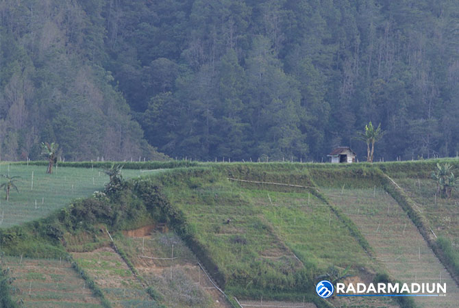 ALIH FUNGSI: Salah satu bukit di Poncol berubah menjadi lahan perkebunan. Di belakangnya, tampak bukit yang masih dipenuhi pepohonan. (R.  BAGUS RAHADI/JAWA POS RADAR MAGETAN)
