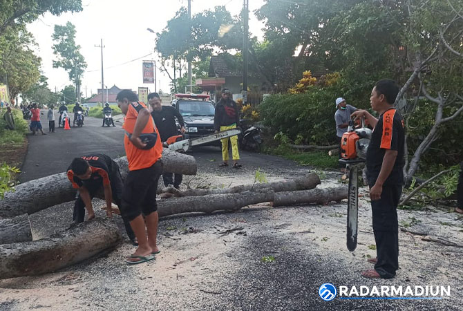 PANCAROBA: TRC BPBD mengevakuasi pohon jaranan yang tumbang di Plangkrongan, Poncol, kemarin (5/11). (BPBD FOR RADAR MAGETAN)