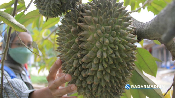 KHAS: Durian montong asal Klepu, Sooko, Ponorogo berukuran besar dengan cita rasa berbeda. (AJI PUTRA/RADAR PONOROGO)