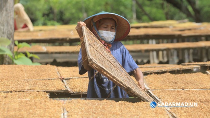PERKEBUNAN: Petani tembakau di Ponorogo ketika mengeringkan hasil panen mereka. (AJI PUTRA/RADAR PONOROGO)
