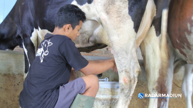 PERAH: Peternakan sapi perah di Desa Jenangan, Sampung, Ponorogo. (FRISKA OKTA/JAWA POS RADAR PONOROGO)