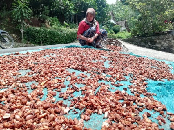 PROSES PENGERINGAN: Petani kakao di Desa Batok, Gemarang, menjemur biji kakao hasil kebun sendiri. Mereka berharap diberi pupuk  dan pestisida karena panen anjlok. (DENI KURNIAWAN/RADAR MADIUN)