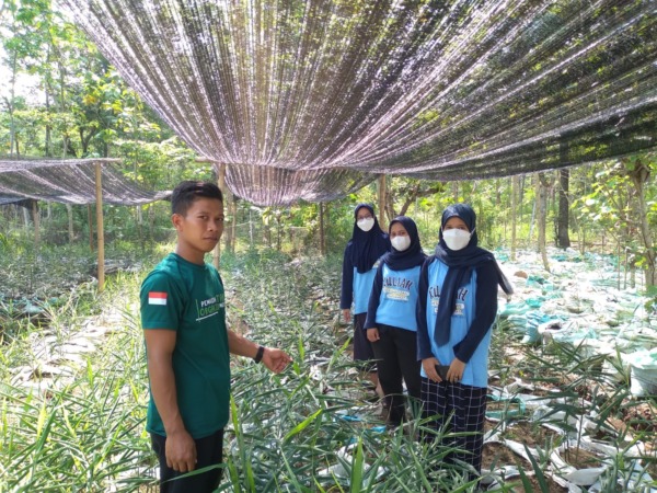 AREA KHUSUS: Budi daya jahe merah di wilayah Geger masih eksis. (ISTIMEWA)