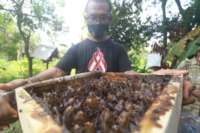 PERTAMA: Lebah klanceng bisa dibudidayakan di Kabupaten Madiun, seperti yang dilakukan KTH Ngudi Waluyo di Kelurahan/Kecamatan Wungu. (R. BAGUS RAHADI/JAWA POS RADAR MADIUN)