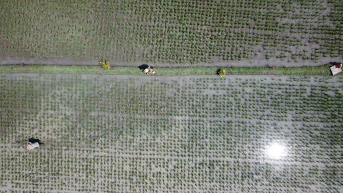PERTANIAN: Petani di Madiun ketika memupuk tanaman padi miliknya. (R BAGUS RAHADI/RADAR MADIUN)