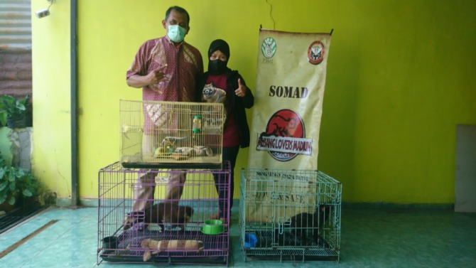 JINAK: Pringadi dan Indah Rahma Shinta sedang bermain bersama musang peliharaannya. (RONAA NISA/JAWA POS RADAR MADIUN)
