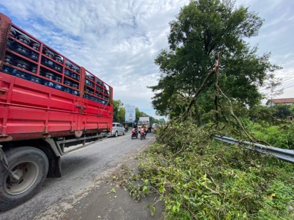 ROBOH: Pohon tumbang di pinggir Jalan Raya Geger-Madiun sesaat setelah dievakuasi warga. (M.R. AKROMU NIAM/JAWA POS RADAR CARUBAN)
