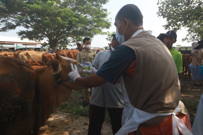 ANTISIPASI: Petugas tidak menemukan ciri-ciri PMK dalam pengecekan kesehatan hewan ternak di PHC kemarin. (R BAGUS RAHADI/RADAR MADIUN)