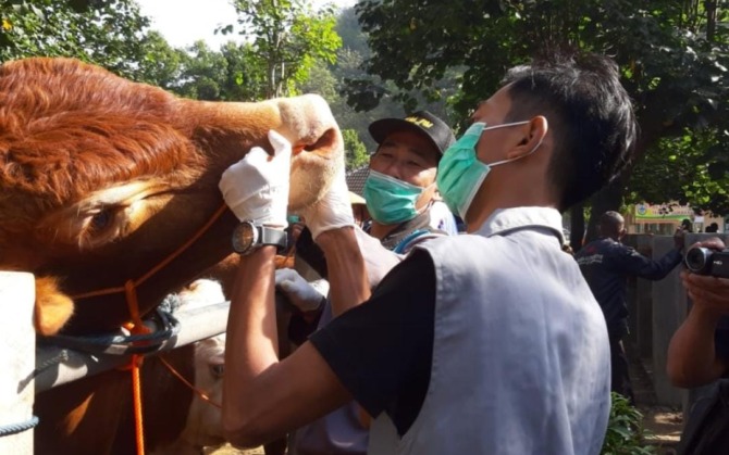 CEK: Petugas dari Dinas Pertanian Pacitan tengah melakukan pemeriksaan kesehatan mulut sapi di pasar hewan. (DOK RADAR PACITAN)