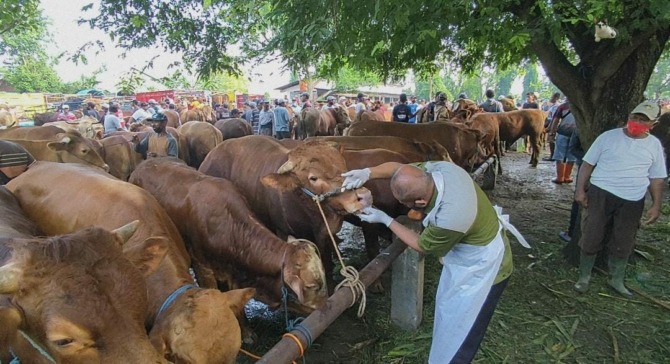 STABIL: Harga sapi per ekor di Ngawi tak terpengaruh dengan merebaknya wabah PMK. (ASEP SYAEFUL/RADAR NGAWI)