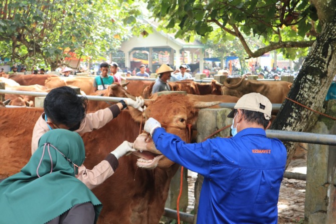 PREVENTIF: Petugas kesehatan hewan Dinas Ketahanan Pangan dan Peternakan Pacitan memeriksa kesehatan sapi di pasar hewan. (DOKUMEN JAWA POS RADAR PACITAN)