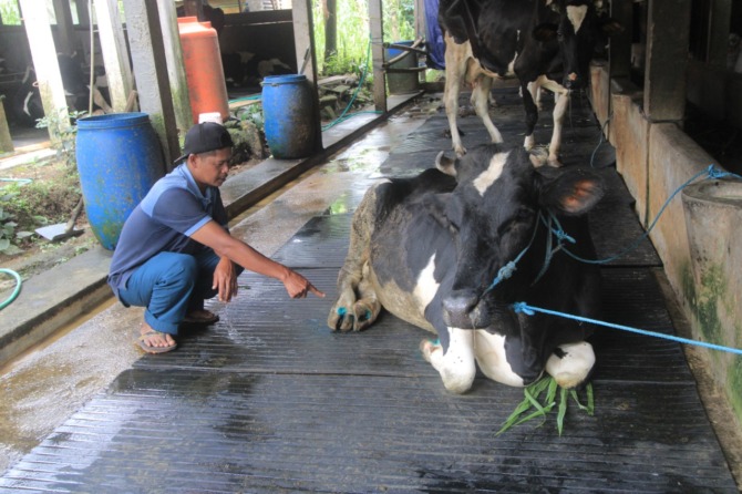VIRUS: Seorang peternak di Ponorogo menunjukkan sapi miliknya yang kakinya terluka diduga karena PMK. (AJI PUTRA/RADAR PONOROGO)