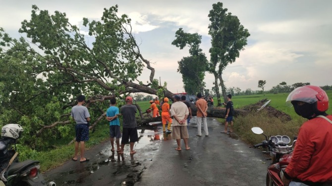 AKSES TERTUTUP: Petugas bersama warga mengevakuasi pohon tumbang di Jalan Raya Nglandung-Kaibon, Geger, kemarin. (ARIF SANTOSO/JAWA POS RADAR MADIUN)