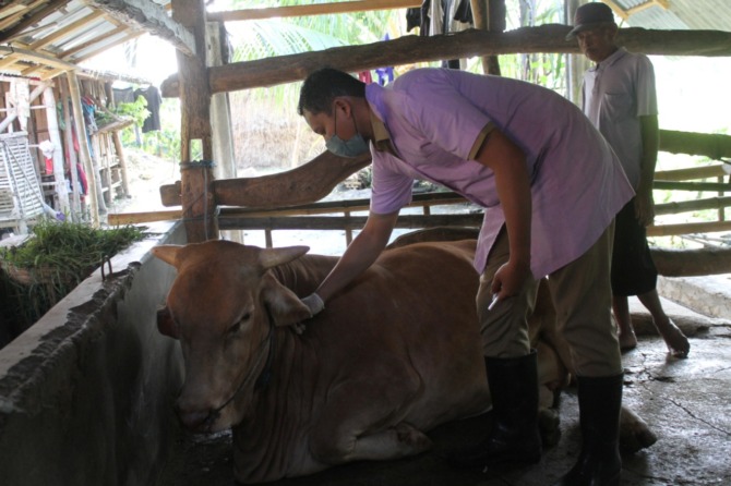 PMK: Petugas menyuntikkan obat pada sapi di Ngambakan, Kauman, Somoroto.. (DOK RADAR MADIUN)